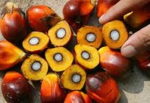 Indonesia Set CPO Prices for Export US$782.03 a MT in November