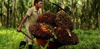 Indonesia Pushes for Development of CPO Derivative Products