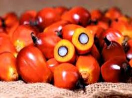 Ekspor CPO Indonesia Turun Tajam Terdampak Harga Soybean