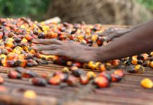 Indonesian CPO and Mining Benchmark Prices Rise in May